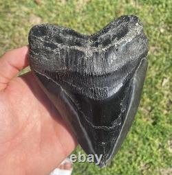 5.85 MONSTER SIZED DIAMOND POLISHED MEGALODON SHARK TOOTH With PYRITE ROOT INLAY