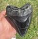 5.85 Monster Sized Diamond Polished Megalodon Shark Tooth With Pyrite Root Inlay