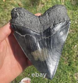 5.85 MONSTER SIZED DIAMOND POLISHED MEGALODON SHARK TOOTH With PYRITE ROOT INLAY