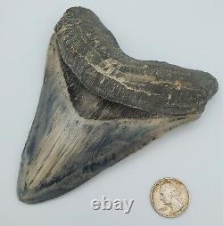 5.86 Massive Blue Indonesian Megalodon Shark Tooth Fossil withSolid Root