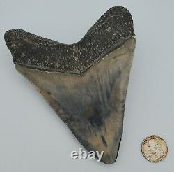 5.86 Massive Blue Indonesian Megalodon Shark Tooth Fossil withSolid Root