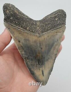 5.86 Massive Blue Indonesian Megalodon Shark Tooth Fossil withSolid Root