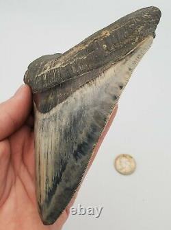 5.86 Massive Blue Indonesian Megalodon Shark Tooth Fossil withSolid Root