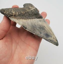 5.86 Massive Blue Indonesian Megalodon Shark Tooth Fossil withSolid Root