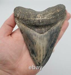 5.86 Massive Blue Indonesian Megalodon Shark Tooth Fossil withSolid Root