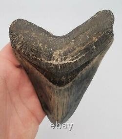 5.86 Massive Blue Indonesian Megalodon Shark Tooth Fossil withSolid Root