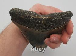 5.86 Massive Blue Indonesian Megalodon Shark Tooth Fossil withSolid Root