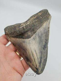 5.86 Massive Blue Indonesian Megalodon Shark Tooth Fossil withSolid Root