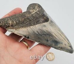 5.86 Massive Blue Indonesian Megalodon Shark Tooth Fossil withSolid Root