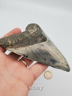 5.86 Massive Blue Indonesian Megalodon Shark Tooth Fossil withSolid Root