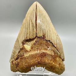 5.87 Fossil MEGALODON Tooth Great Colors, Razor-Sharply Serrated Indonesia