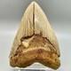 5.87 Fossil Megalodon Tooth Great Colors, Razor-sharply Serrated Indonesia