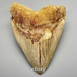 5.87 Fossil MEGALODON Tooth Great Colors, Razor-Sharply Serrated Indonesia