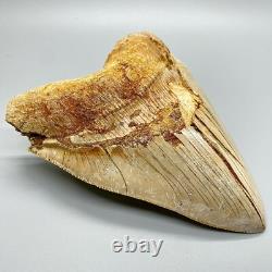 5.87 Fossil MEGALODON Tooth Great Colors, Razor-Sharply Serrated Indonesia