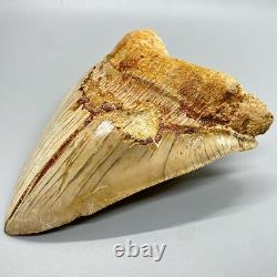 5.87 Fossil MEGALODON Tooth Great Colors, Razor-Sharply Serrated Indonesia