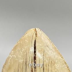 5.87 Fossil MEGALODON Tooth Great Colors, Razor-Sharply Serrated Indonesia