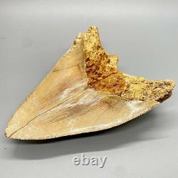 5.87 Fossil MEGALODON Tooth Great Colors, Razor-Sharply Serrated Indonesia