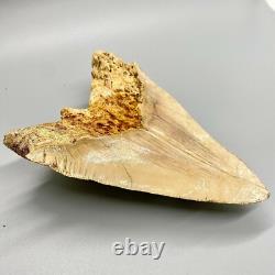 5.87 Fossil MEGALODON Tooth Great Colors, Razor-Sharply Serrated Indonesia