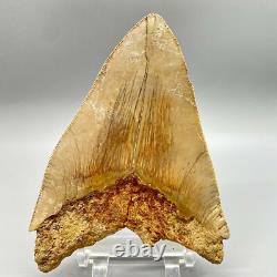 5.87 Fossil MEGALODON Tooth Great Colors, Razor-Sharply Serrated Indonesia