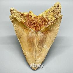 5.87 Fossil MEGALODON Tooth Great Colors, Razor-Sharply Serrated Indonesia