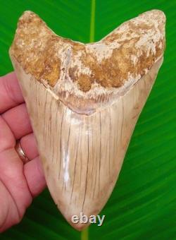5.87 MEGALODON SHARK TOOTH Real Fossil from Indonesia XL NO Restorations