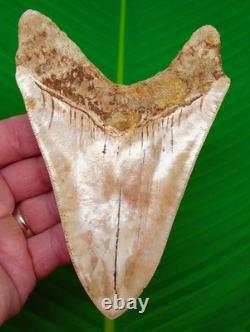 5.87 MEGALODON SHARK TOOTH Real Fossil from Indonesia XL NO Restorations
