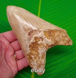 5.87 MEGALODON SHARK TOOTH Real Fossil from Indonesia XL NO Restorations