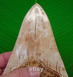 5.87 MEGALODON SHARK TOOTH Real Fossil from Indonesia XL NO Restorations