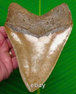 5.88 Megalodon Shark Tooth Deep Orange Blade North Carolina USA 14 oz