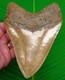 5.88 Megalodon Shark Tooth Deep Orange Blade North Carolina Usa 14 Oz