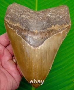 5.88 Megalodon Shark Tooth Deep Orange Blade North Carolina USA 14 oz