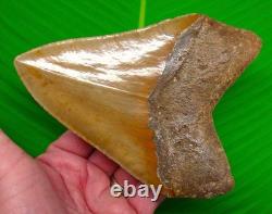 5.88 Megalodon Shark Tooth Deep Orange Blade North Carolina USA 14 oz