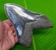 5.91 Megalodon Shark Tooth 14 Oz Wilmington Nc Dive Find Premium Fossil
