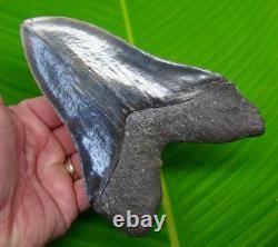 5.91 Megalodon Shark Tooth 14 oz Wilmington NC Dive Find Premium Fossil
