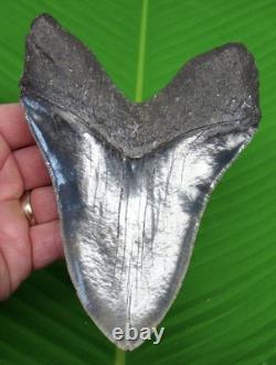 5.91 Megalodon Shark Tooth 14 oz Wilmington NC Dive Find Premium Fossil