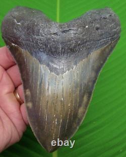 5.91 Megalodon Shark Tooth 14 oz Wilmington NC Dive Find Premium Fossil