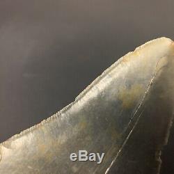 5.98 Serrated Megalodon Shark Tooth-No Restoration or Repair-Black/Green Blade