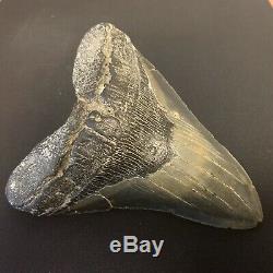 5.98 Serrated Megalodon Shark Tooth-No Restoration or Repair-Black/Green Blade