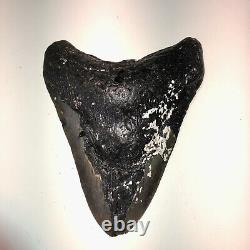 5.9 REAL MEGALODON SHARK TOOTH FOSSIL TEETH KIDS PRESENT NC Sharks XL 6