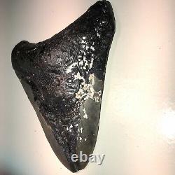 5.9 REAL MEGALODON SHARK TOOTH FOSSIL TEETH KIDS PRESENT NC Sharks XL 6