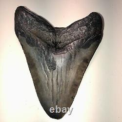 5.9 REAL MEGALODON SHARK TOOTH FOSSIL TEETH KIDS PRESENT NC Sharks XL 6