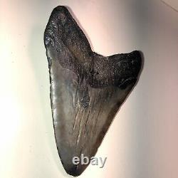 5.9 REAL MEGALODON SHARK TOOTH FOSSIL TEETH KIDS PRESENT NC Sharks XL 6