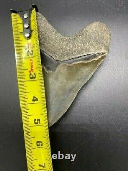 5 INCH HUGE MEGALODON SHARK TOOTH FOSSIL THE REAL THING! Great Condition