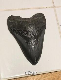 5 Inch Giant Megalodon Fossil Shark Tooth Megladon