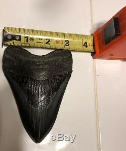 5 Inch Giant Megalodon Fossil Shark Tooth Megladon