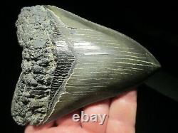 5 Inch MEGALODON SHARK Tooth Fossil Fish Teeth South Carolina USA SERRATED