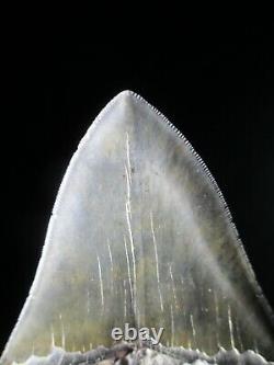 5 Inch MEGALODON SHARK Tooth Fossil Fish Teeth South Carolina USA SERRATED