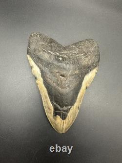 5+ Inch Megalodon Shark Tooth Fossil Massive Natural Prehistoric Meg Authentic