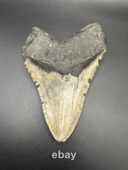 5+ Inch Megalodon Shark Tooth Fossil Massive Natural Prehistoric Meg Authentic
