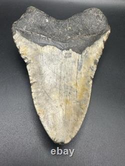 5+ Inch Megalodon Shark Tooth Fossil Massive Natural Prehistoric Meg Authentic